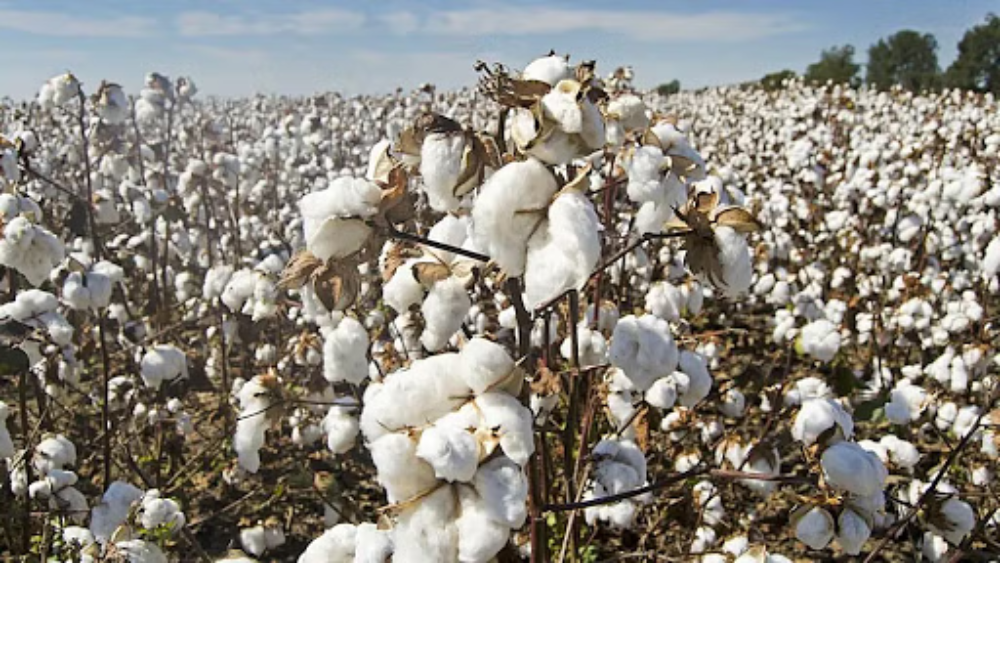 Cotton